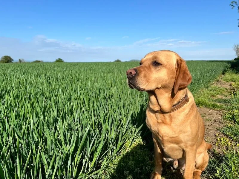 dog off lead